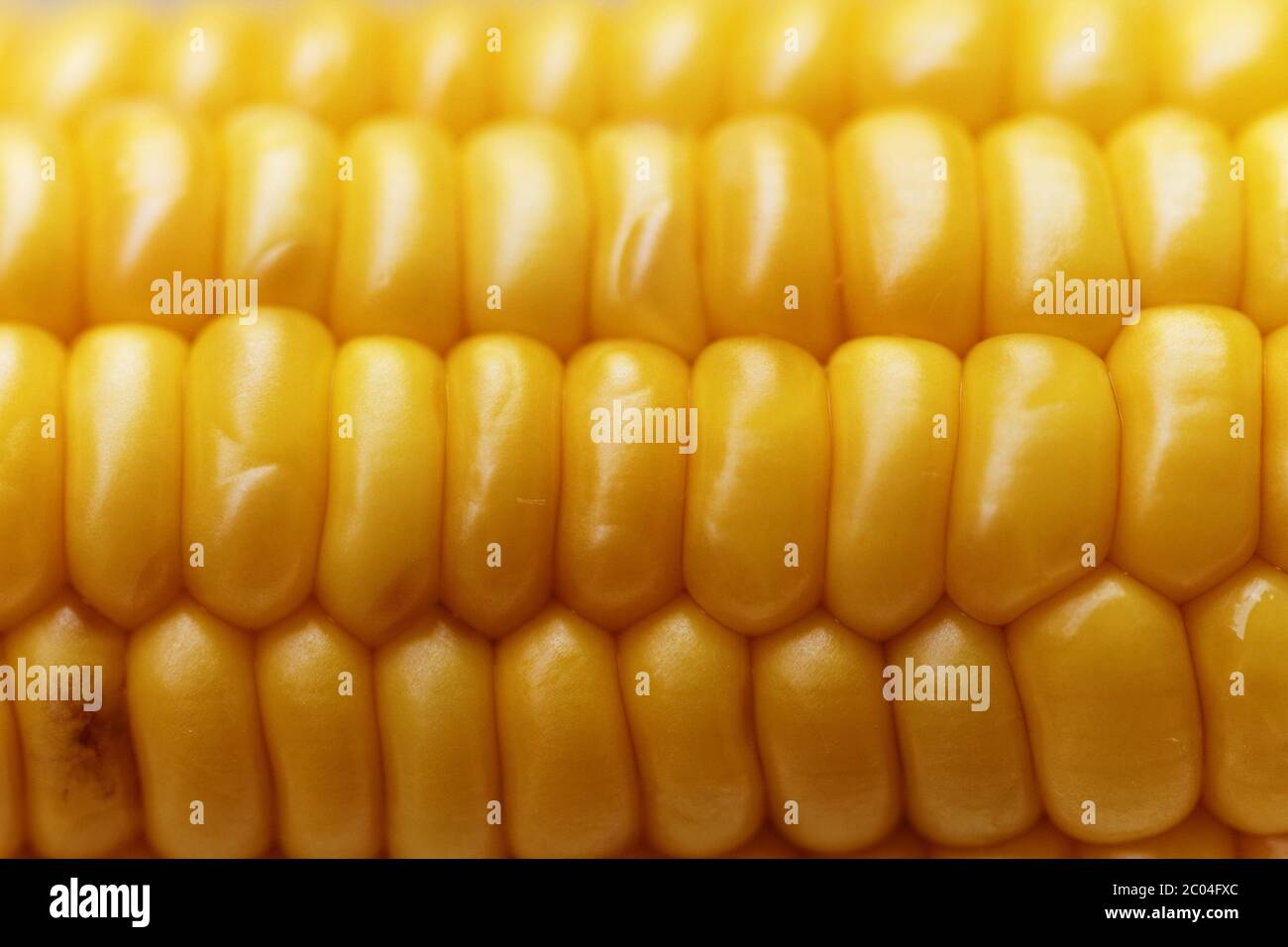 An ear of ripe corn - macro photo Stock Photo