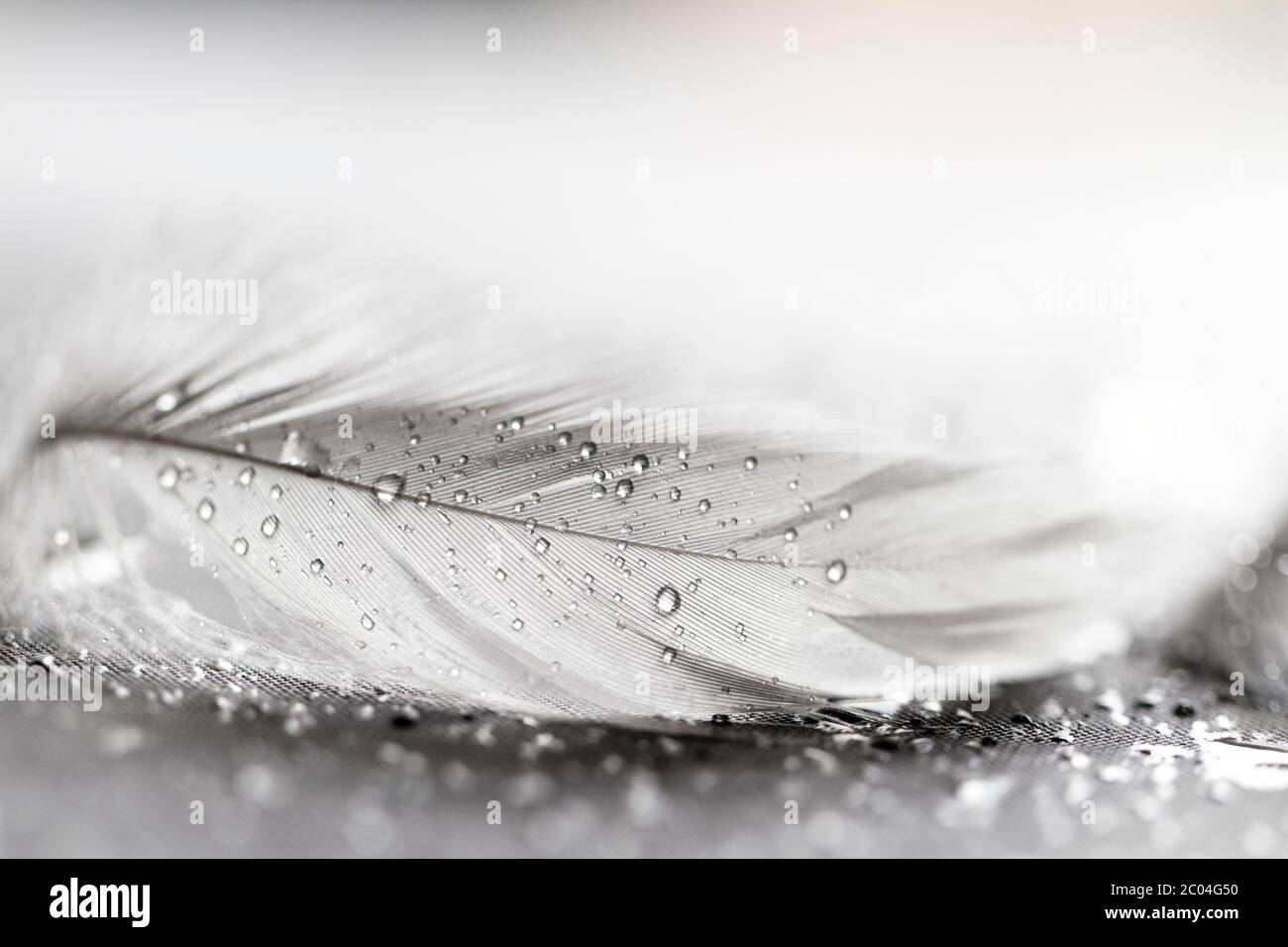 White feather with water drops on grey background Stock Photo