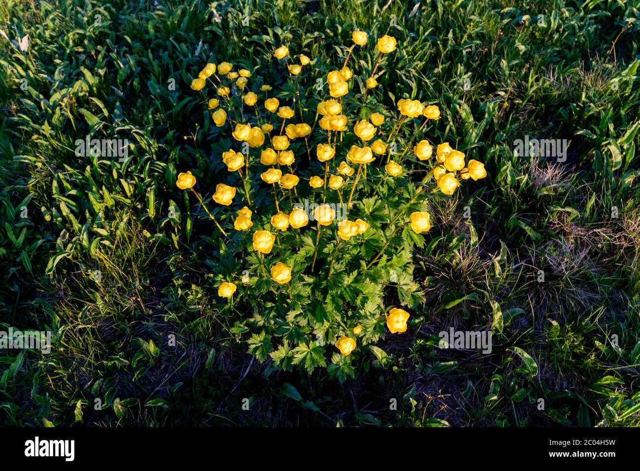 Bunch of yellow Globe-flower, Trollius europaeus. Spring in Jizera Mountains, Czech Republic. Stock Photo
