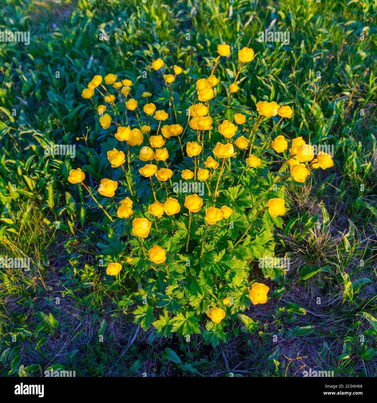 Bunch of yellow Globe-flower, Trollius europaeus. Spring in Jizera Mountains, Czech Republic. Stock Photo