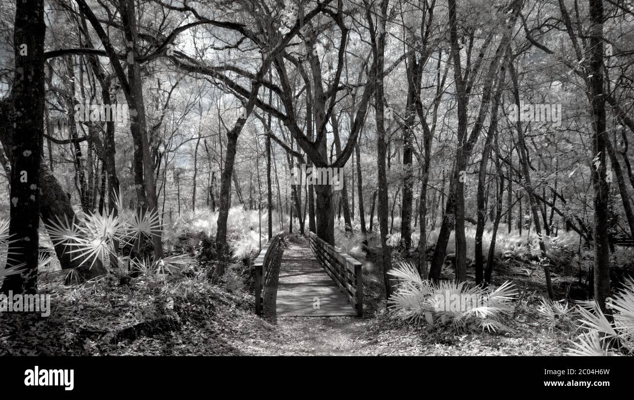 O'Leno State Park & River Rise Florida State Park in Infrared Stock Photo
