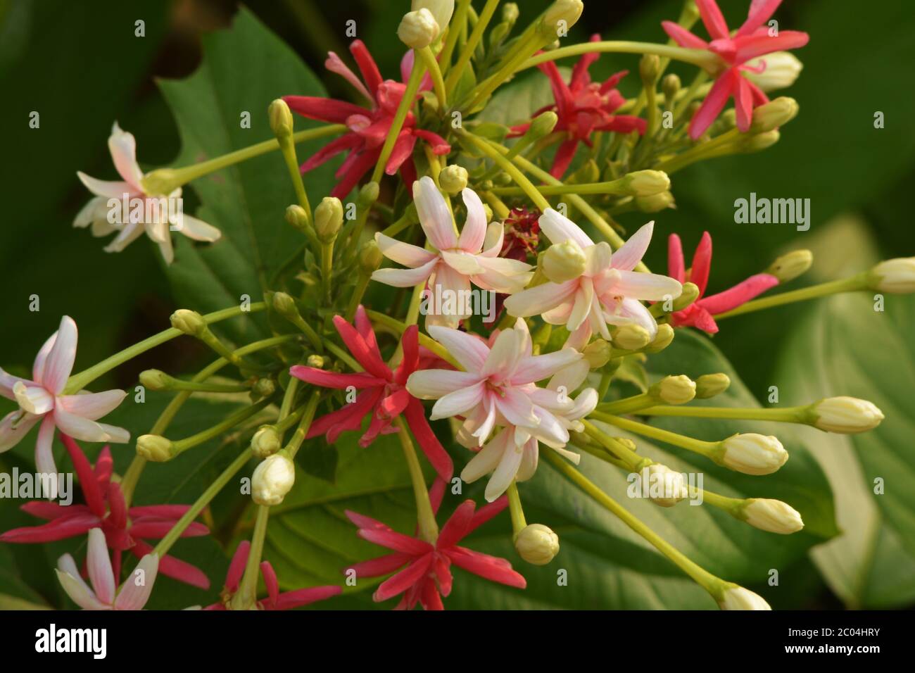 Drunken sailor, Rangoon creeper, Chinese honeysuckle or Combretum indicum, is a vine with red flower clusters and native to tropical Asia. Stock Photo