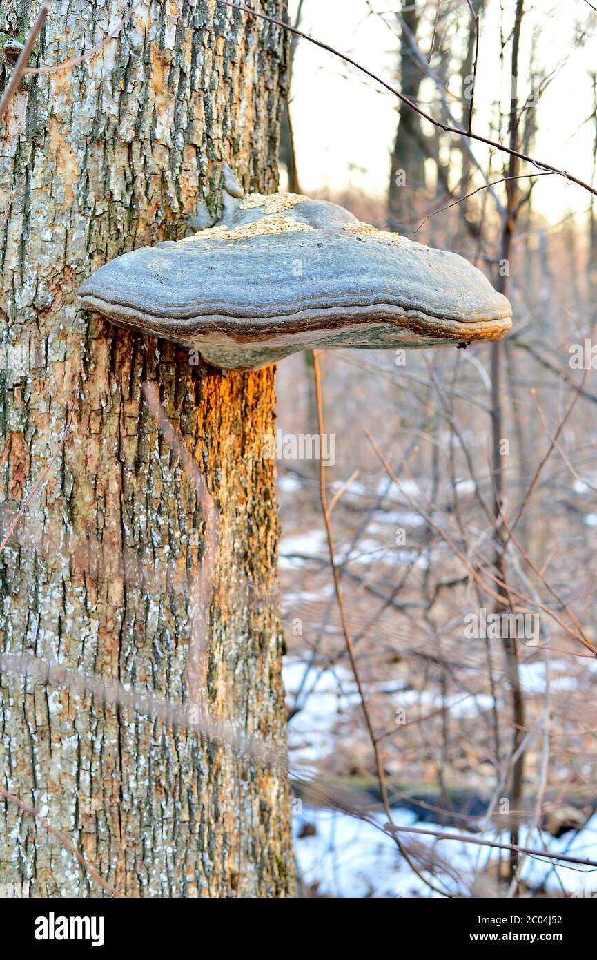 Tinder fungus on a tree Stock Photo