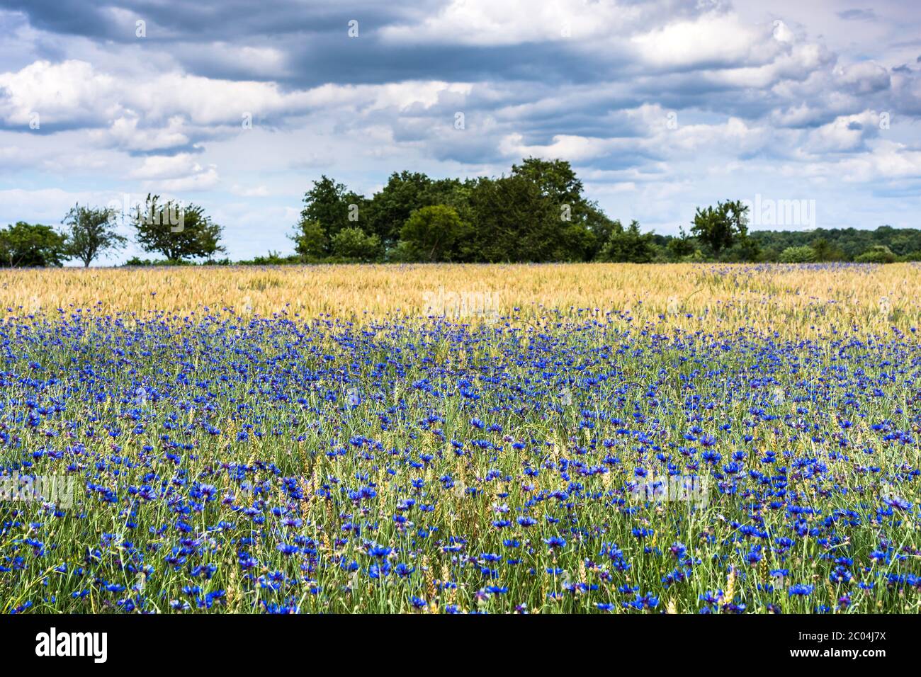 Wild Cornflowers (Centaurea cyanus) growing in cornfield on farmland in the Brenne National Park and Nature Reserve, Indre, France. Stock Photo