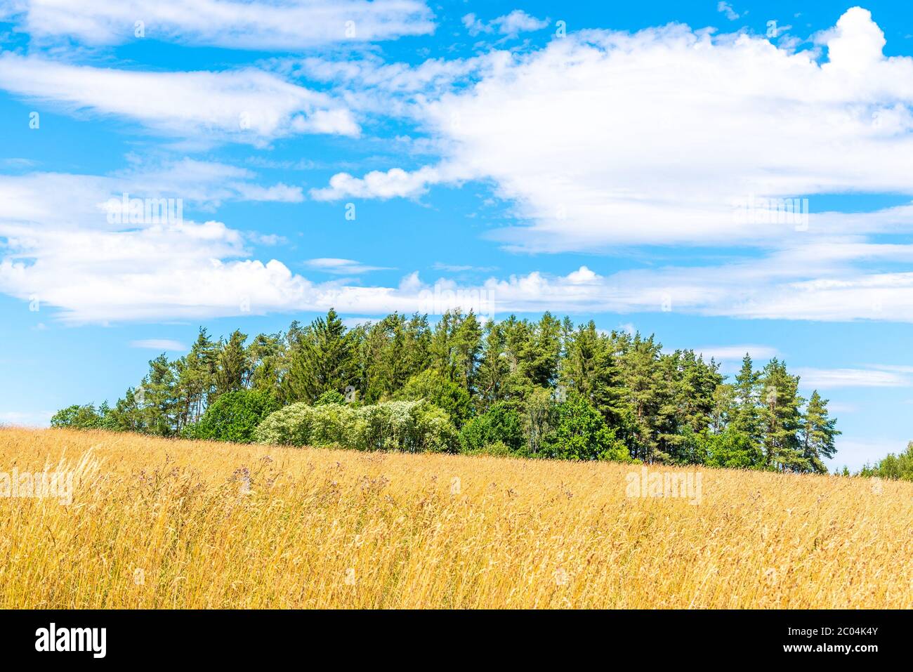 Golden corn field hi-res stock photography and images - Alamy