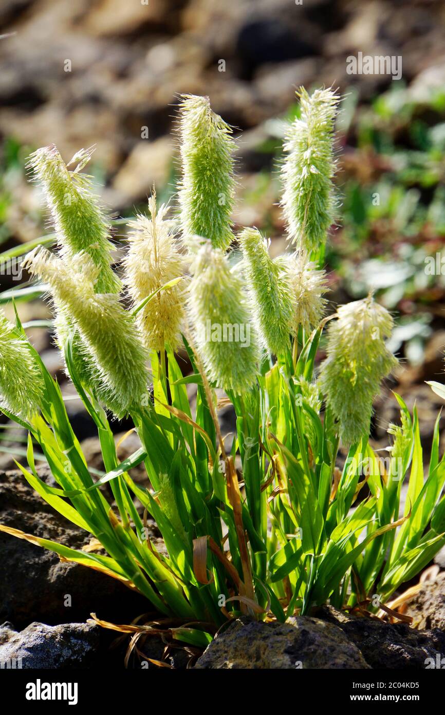 Goldgras - Lamarckia aurea Stock Photo