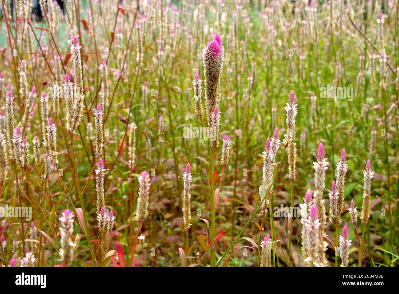 Soft focus of Liatris spicata, dense blazing star, prairie gay feather, note select focus center of picture with shallow depth of field Stock Photo