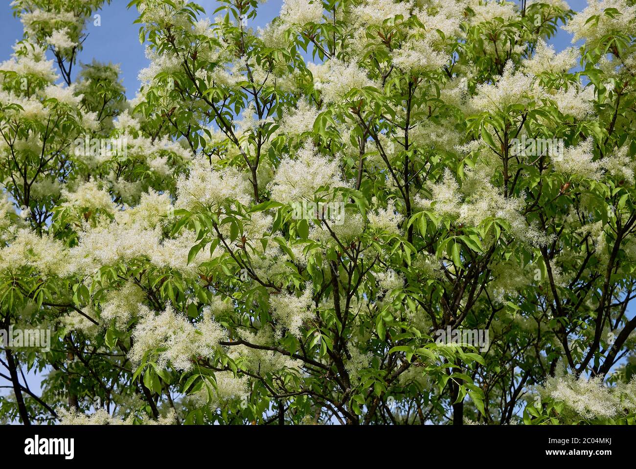 Fraxinus ornus tree in bloom Stock Photo