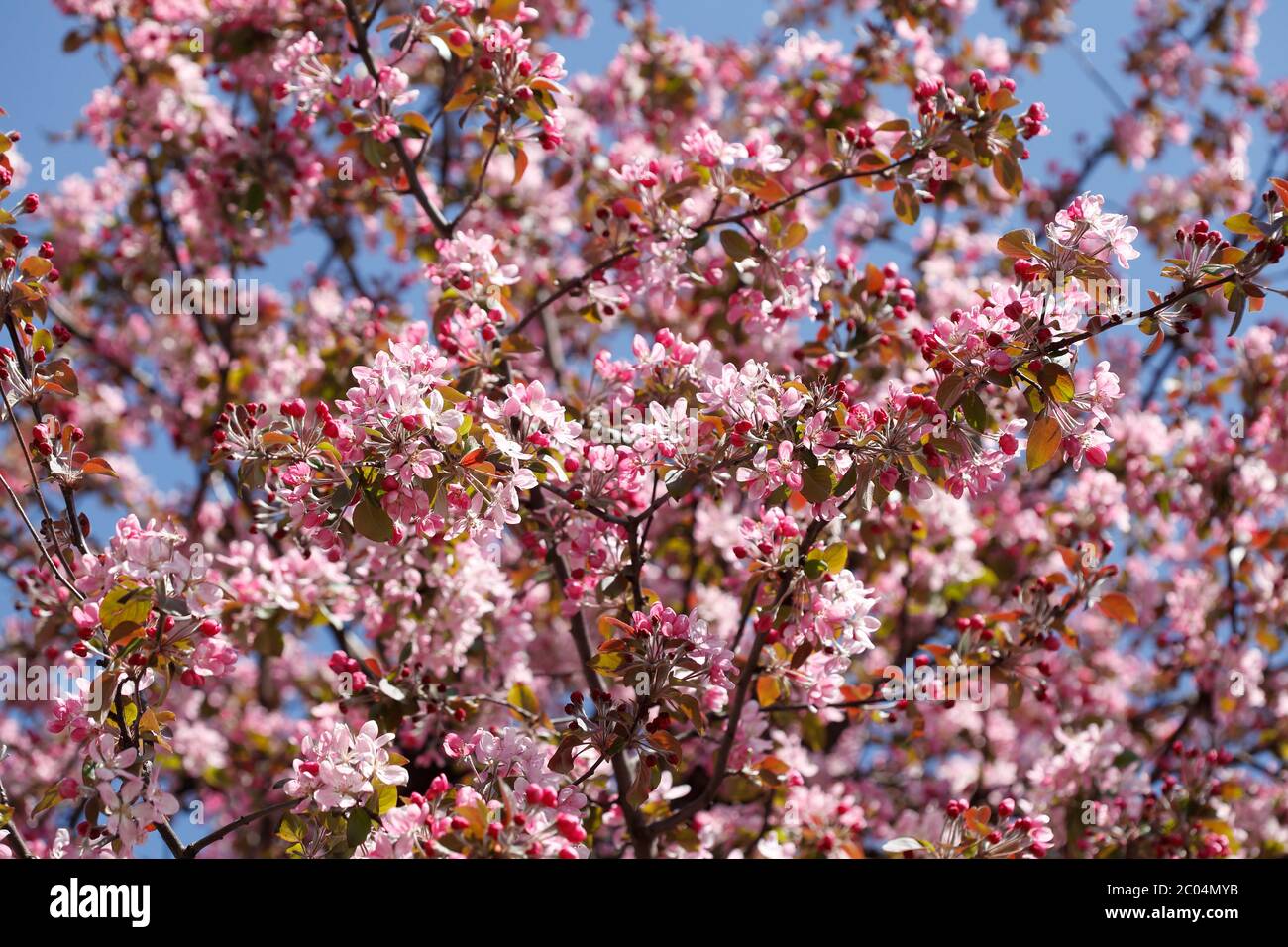 Pink cherry blossoms on tree branches, background picture Stock Photo ...