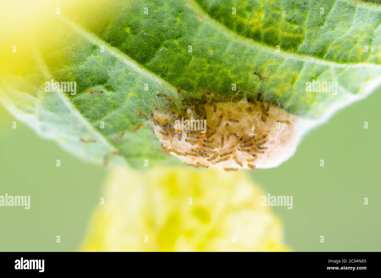 Gypsy moth larva caterpillars hi-res stock photography and images - Alamy