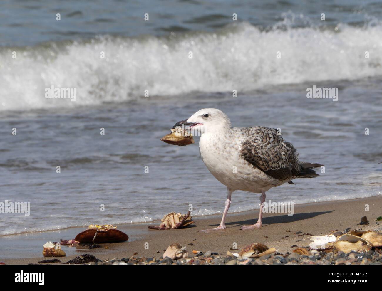 seagull-sea-beach-crab-hi-res-stock-photography-and-images-alamy