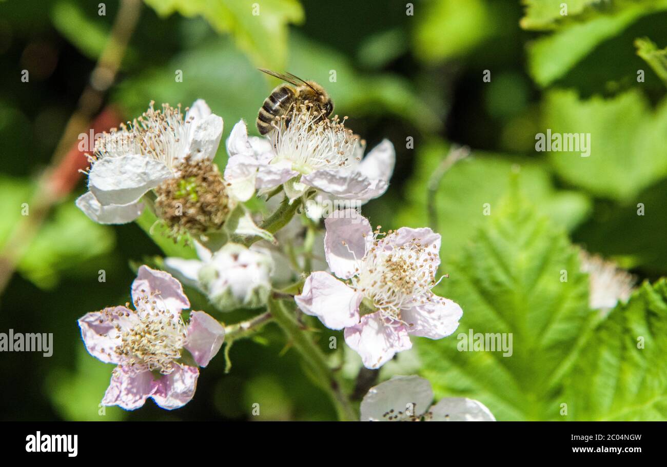 Blackberry Bramble flowers early June with a honey bee foraging for nectar from the flower. Late Spring and early Summer so the bees are very busy Stock Photo