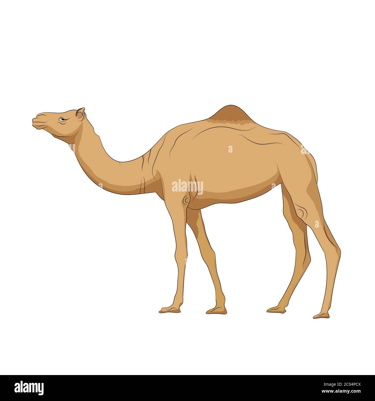 Camel cartoon vector illustration on white background Stock Vector Image &  Art - Alamy