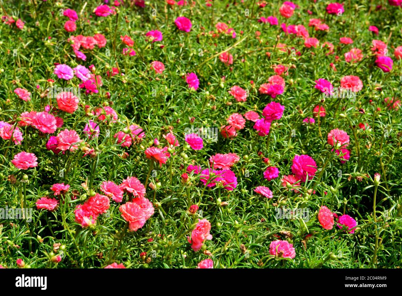 Soft focus of Common Purslane, Verdolaga, Pigweed, Little Hogweed, Pusley or Portulaca Flowers Stock Photo