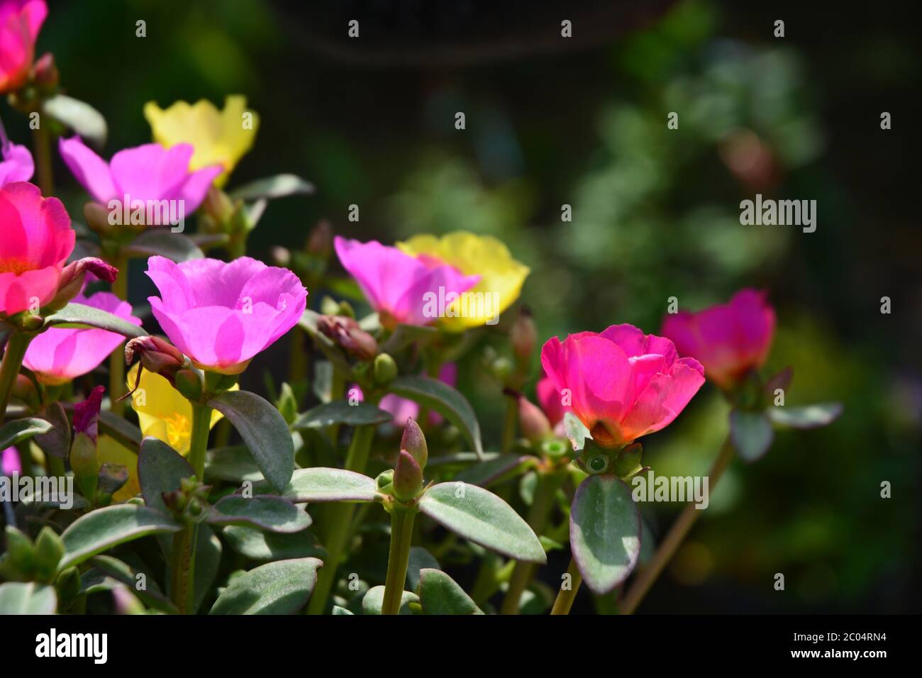 Soft focus of Common Purslane, Verdolaga, Pigweed, Little Hogweed, Pusley or Portulaca Flowers Stock Photo