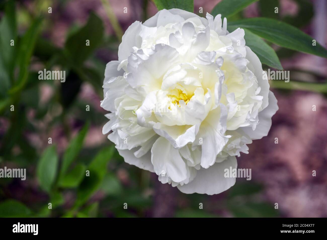 White Peony Duchesse De Nemours Stock Photo Alamy