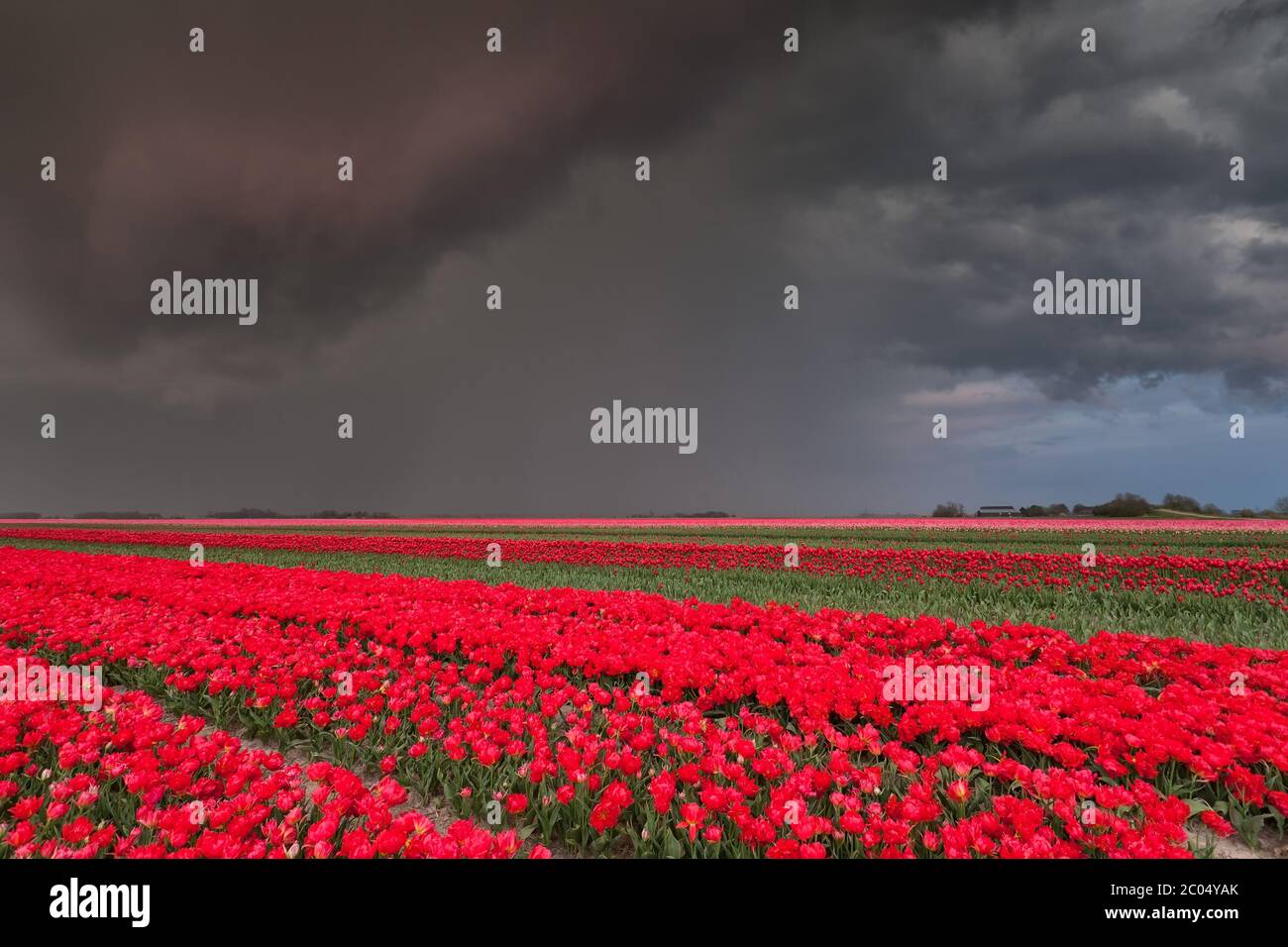 Shower over tulip field Stock Photo