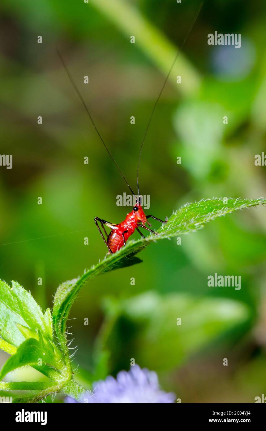 Conocephalus Melas tiny red Cricket Stock Photo