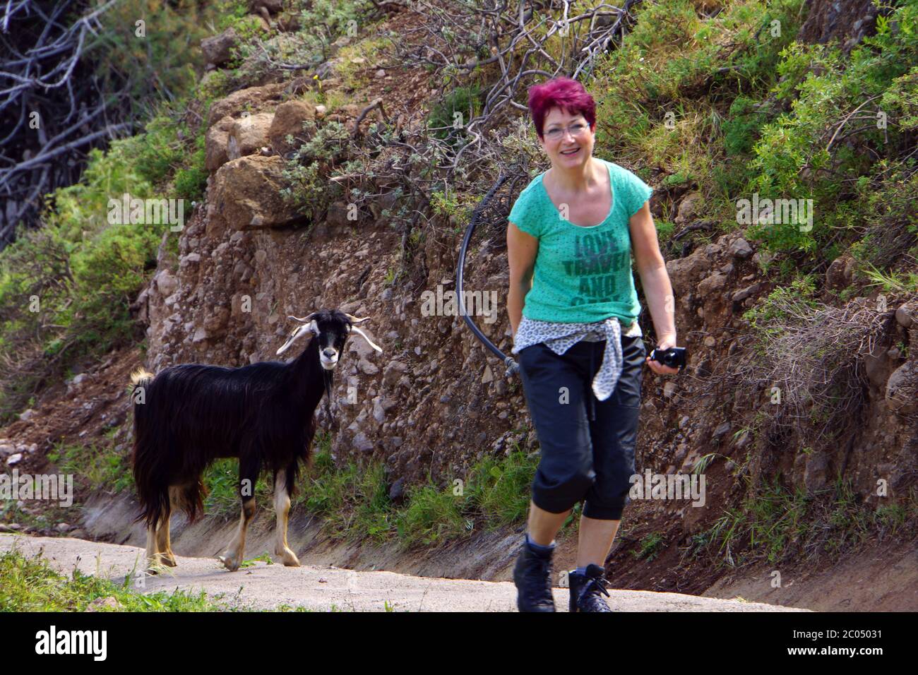 free-range goat on the coastal hiking trail Stock Photo
