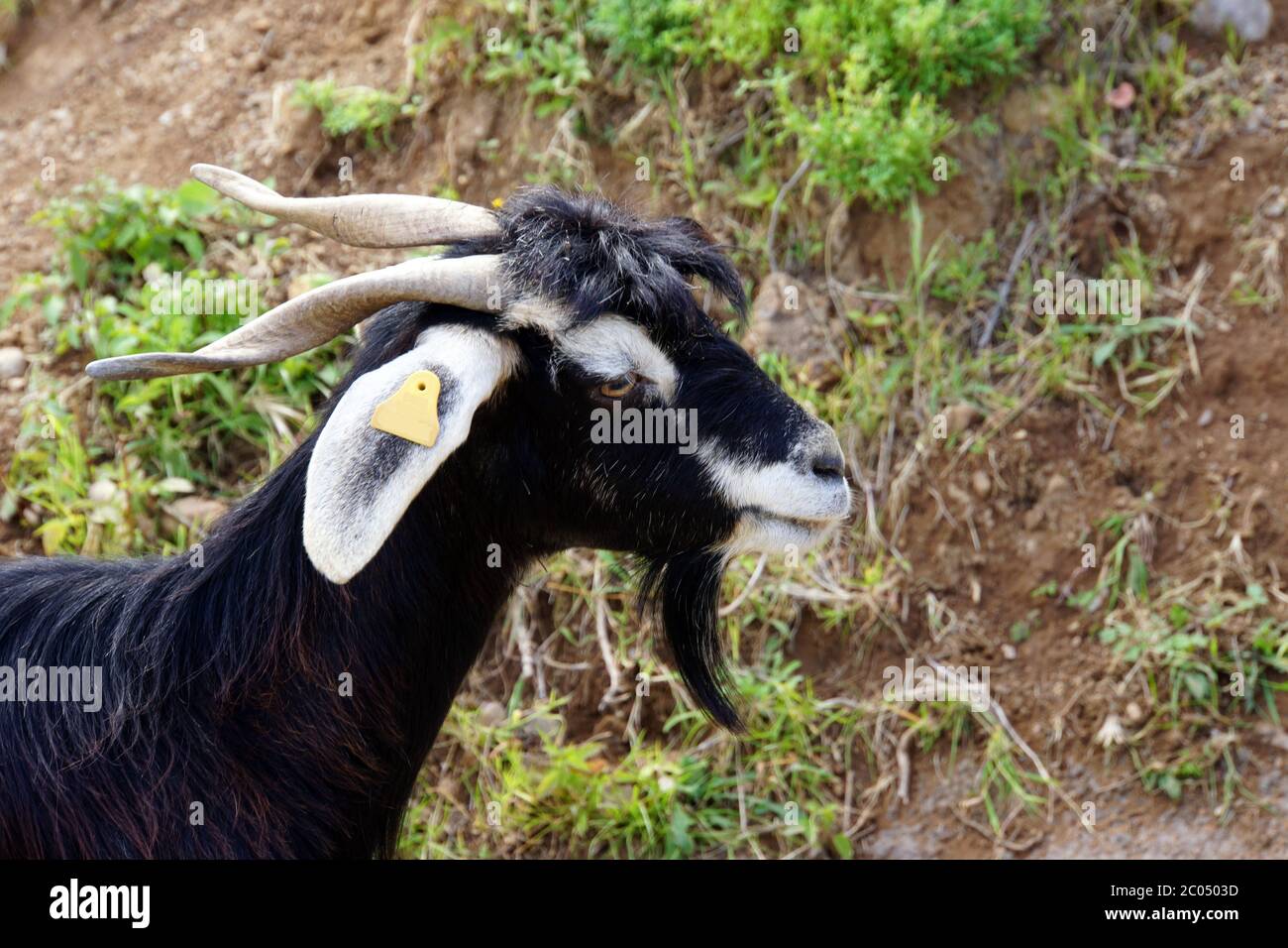 free-range goat on the coastal hiking trail Stock Photo