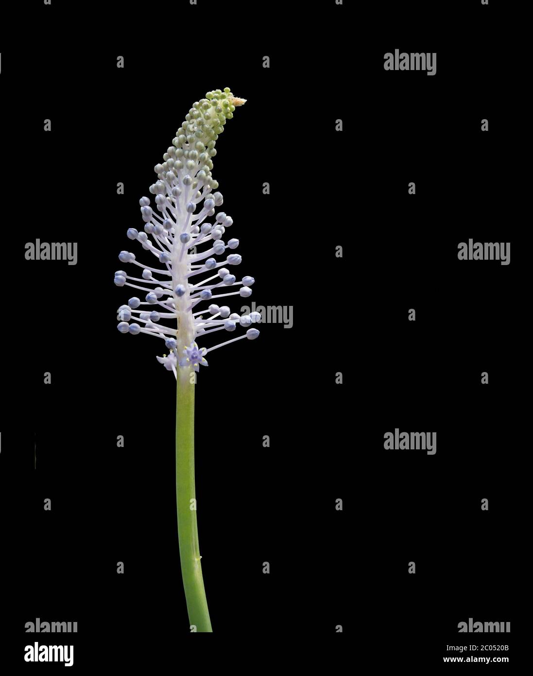 Madeiran Squill bud isolated on black Stock Photo