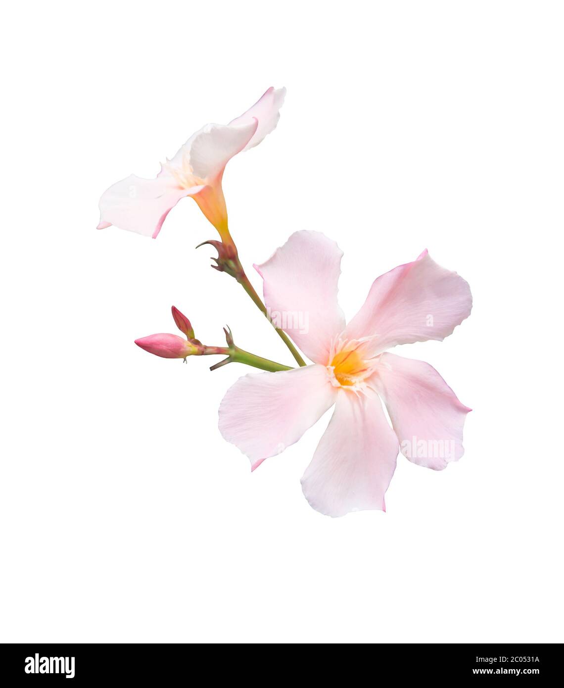 Pink Oleander flowers isolated on white. Stock Photo