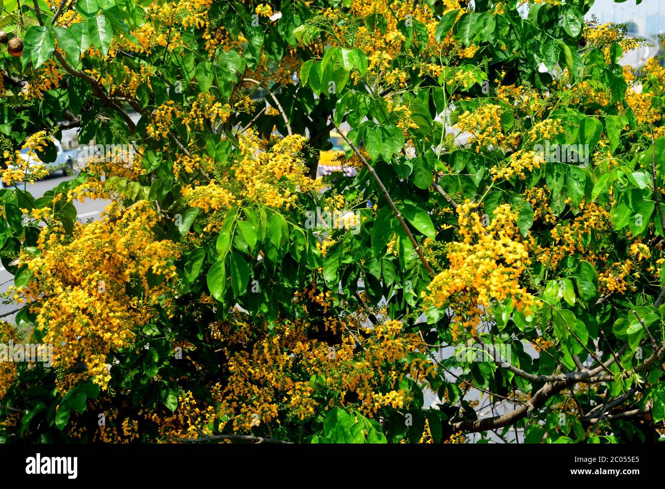 Soft focus of Blooming yellow Burma padauk flowers, Burmese Rosewood flowers or Pterocarpus macrocarpus Stock Photo