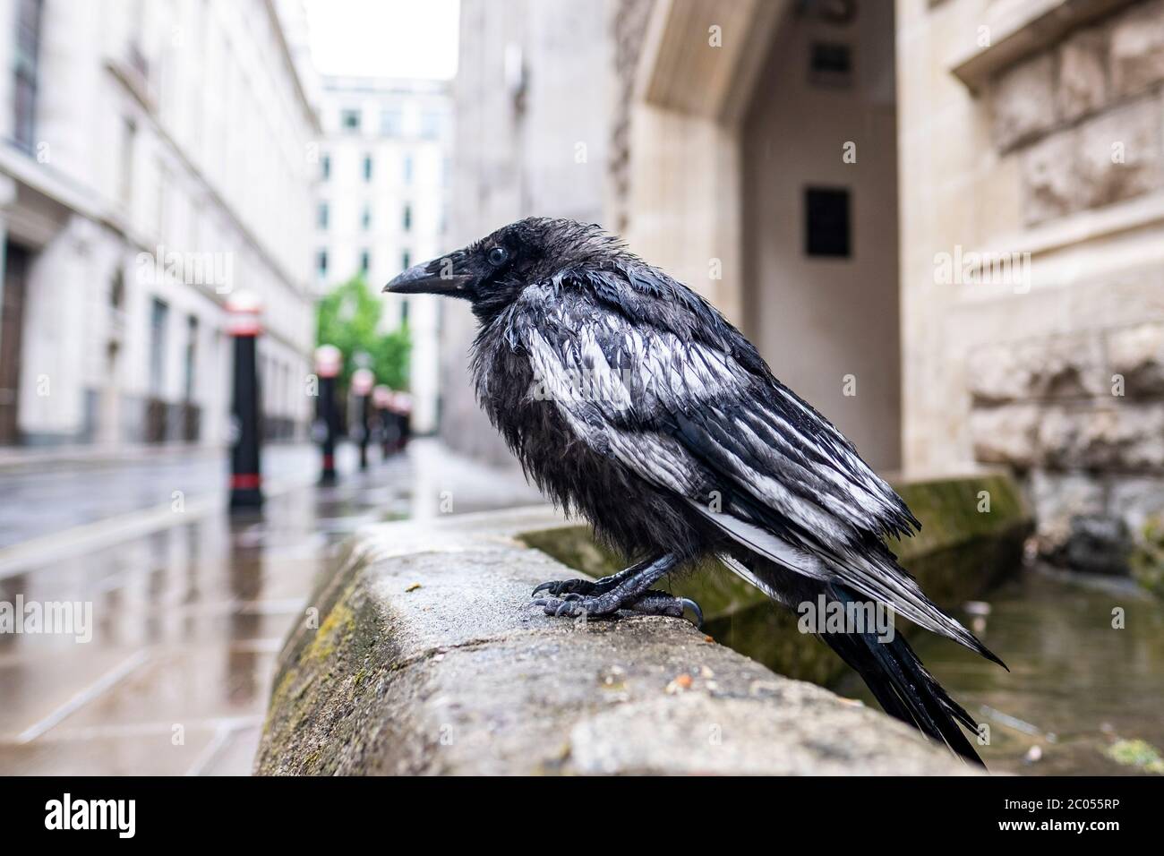 Fledgling / baby crow on London city street Stock Photo