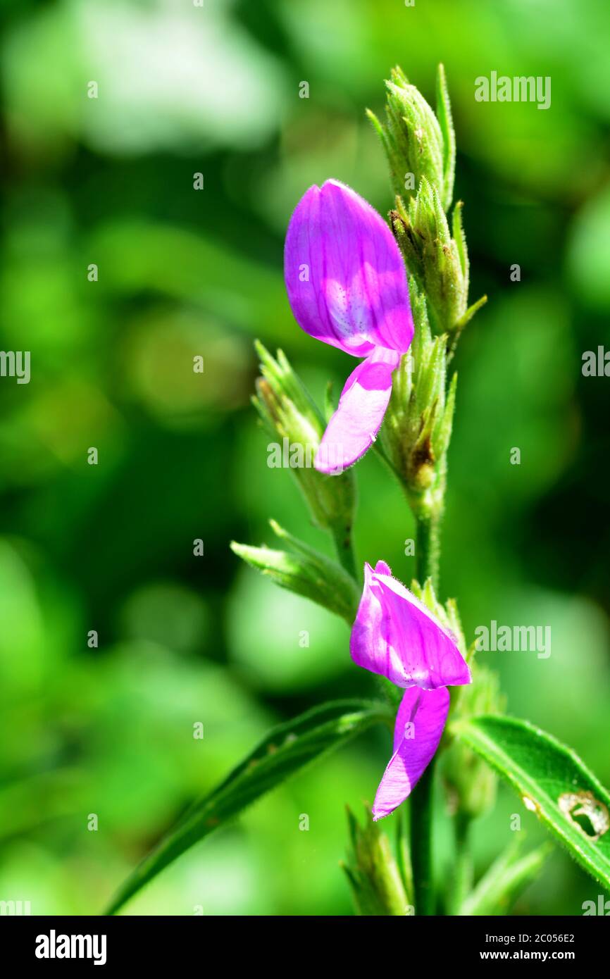Blooming Purple Peristrophe lanceolaria flowers Stock Photo