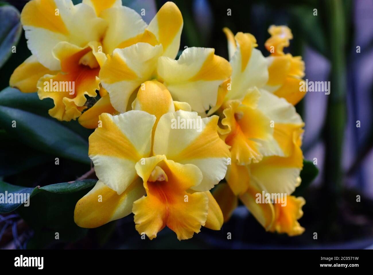 Blooming White Yellow Cattleya hybrids orchid Stock Photo