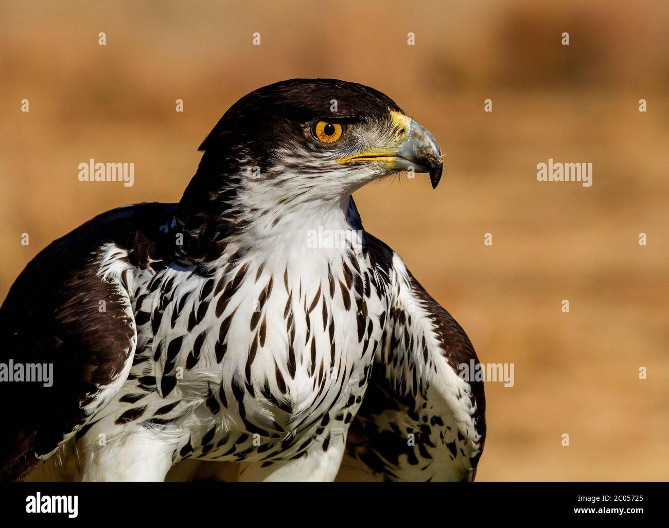 Bird Of Prey Portrait Stock Photo Alamy