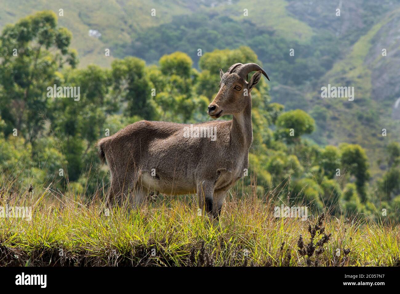 The Nilgiri tahr (Nilgiritragus hylocrius) is an ungulate that is endemic to the Nilgiri Hills and the southern portion of the Western & Eastern Ghats Stock Photo