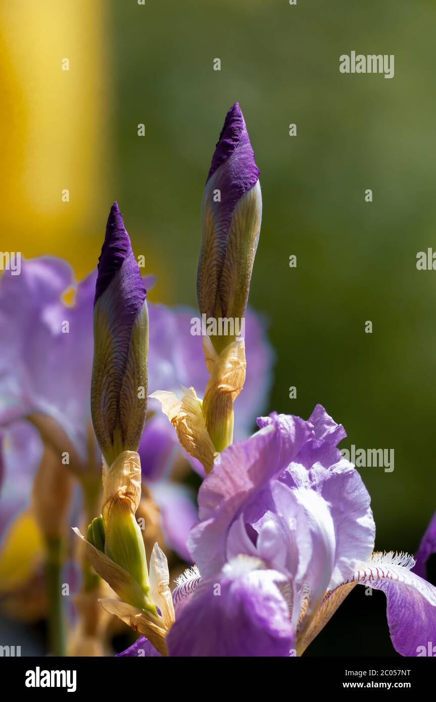 Family of the iris plants iridaceae hires stock photography and images