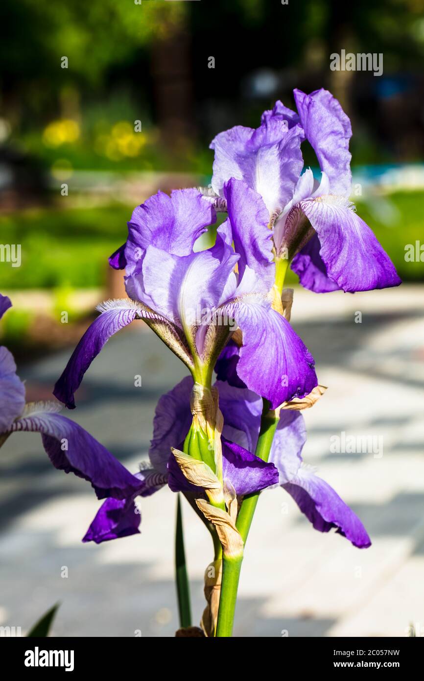 beautiful iris flowers in the evening sun with intense light and shade