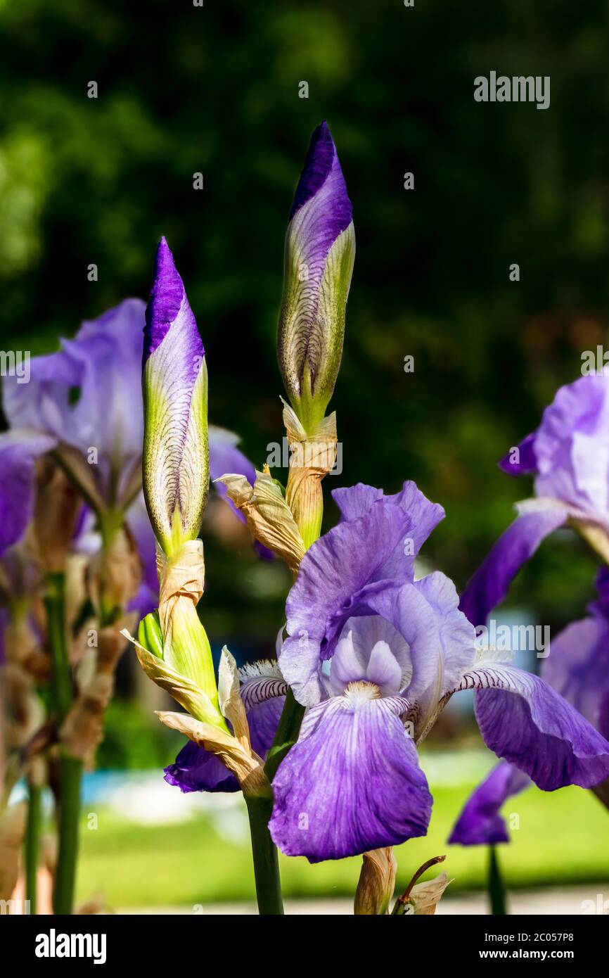 beautiful iris flowers in the evening sun with intense light and shade game Stock Photo
