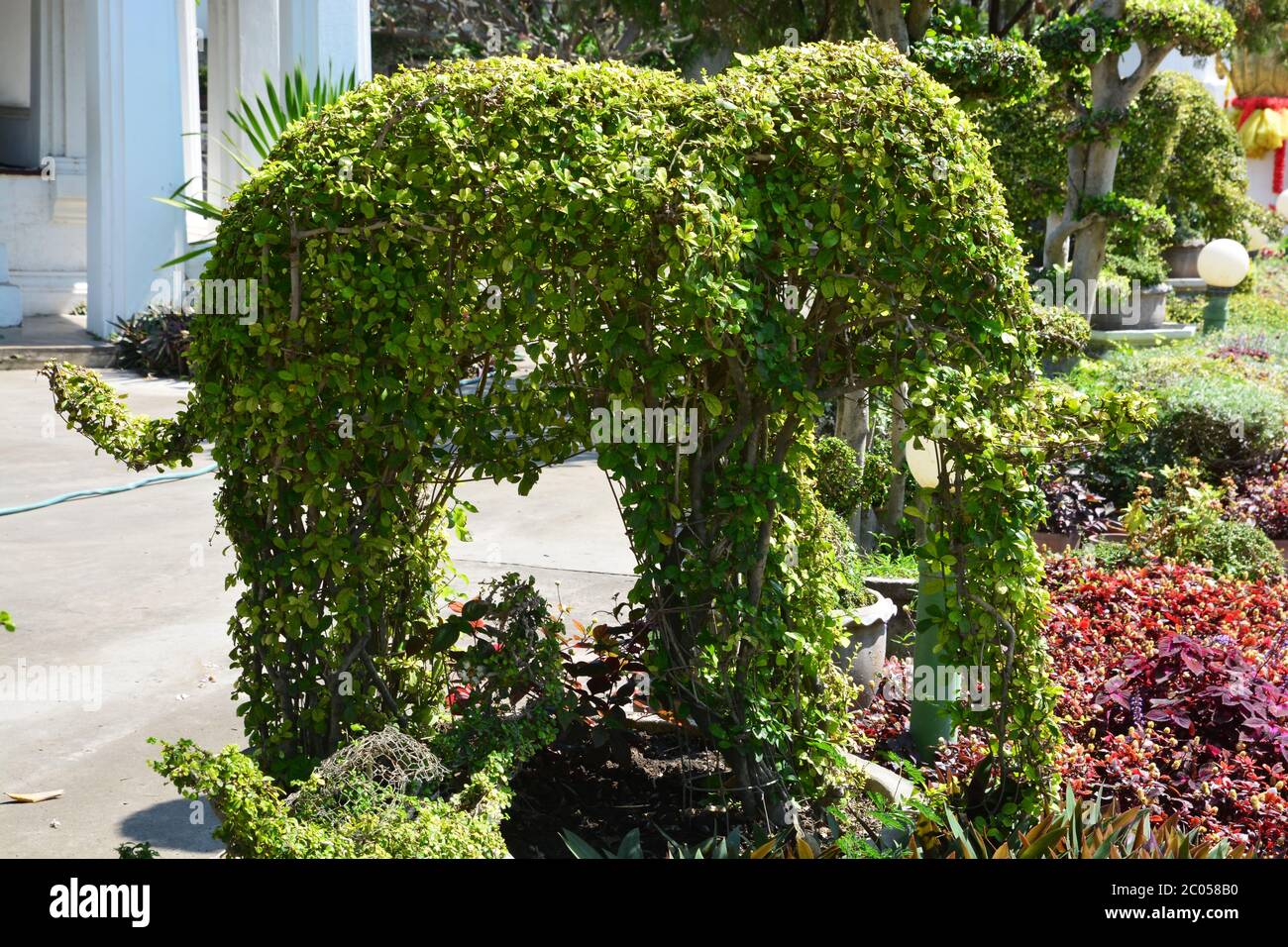 Topiary gardens. elephants created from bushes at green animals. landscape design. Grass figure of elephants, topiary figure Stock Photo
