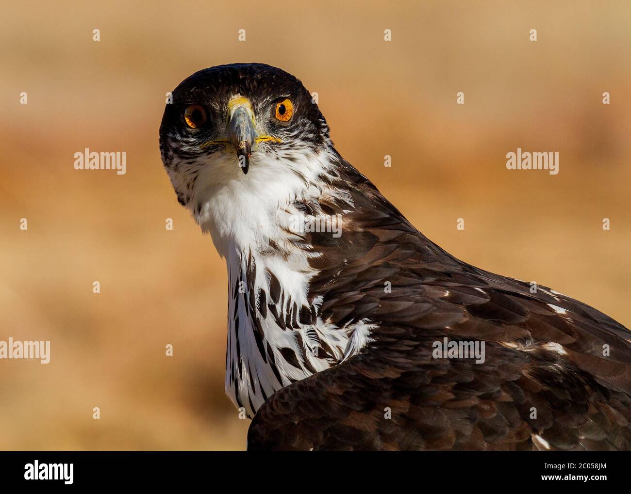 bird of prey portrait Stock Photo