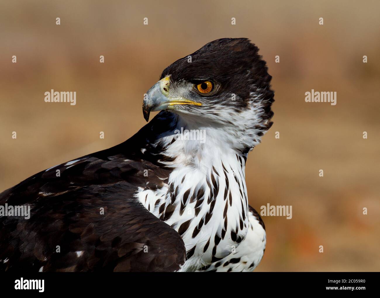 Bird Of Prey Portrait Stock Photo Alamy