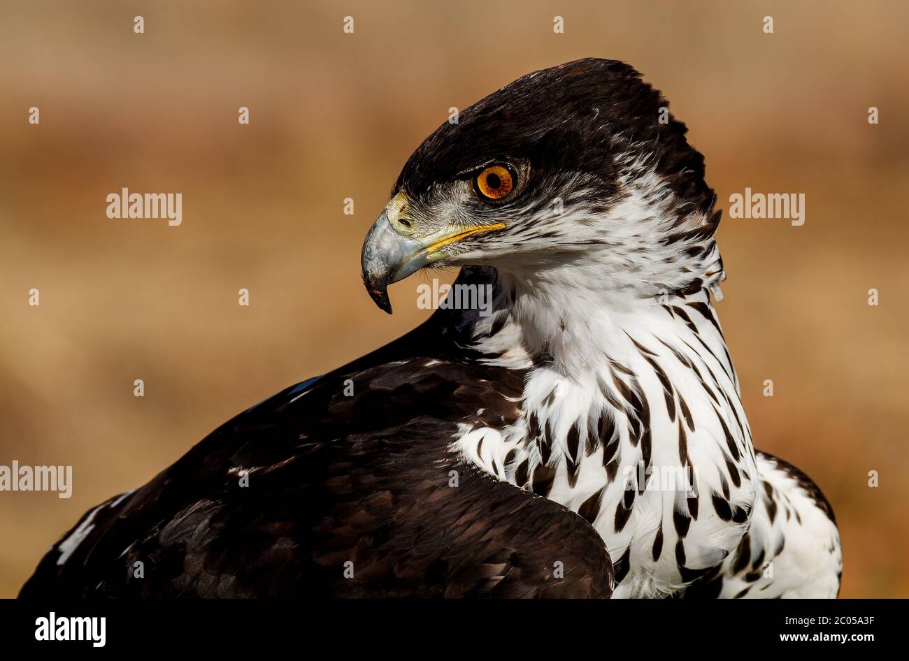 bird of prey portrait Stock Photo