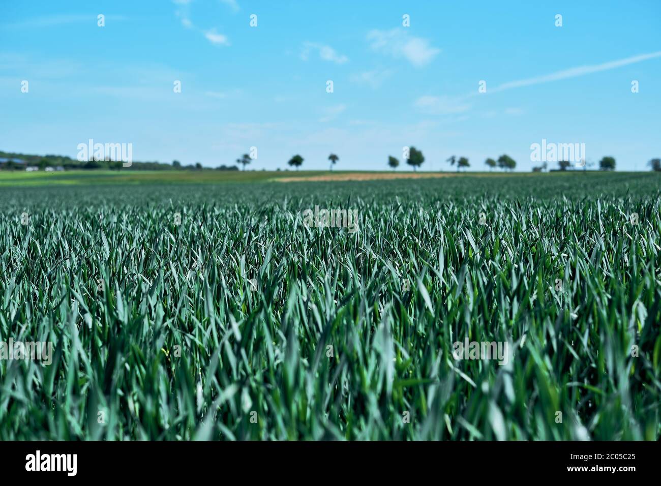 Fresh cereal field with blue sky in spring sunshine. Agricultural concept, young green wheat sprouts in middle Germany. Modern artistic old film look. Stock Photo