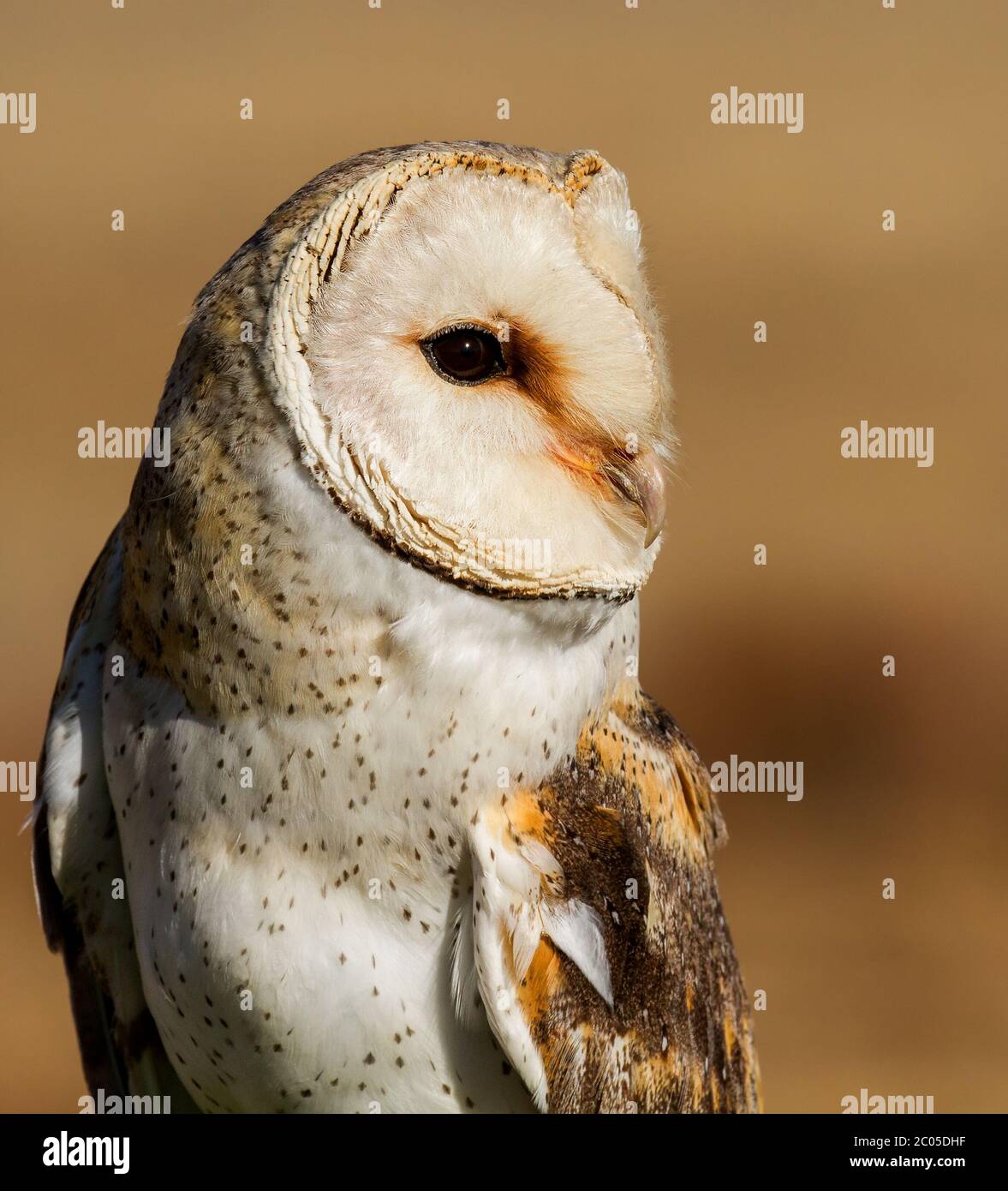 bird of prey portrait Stock Photo