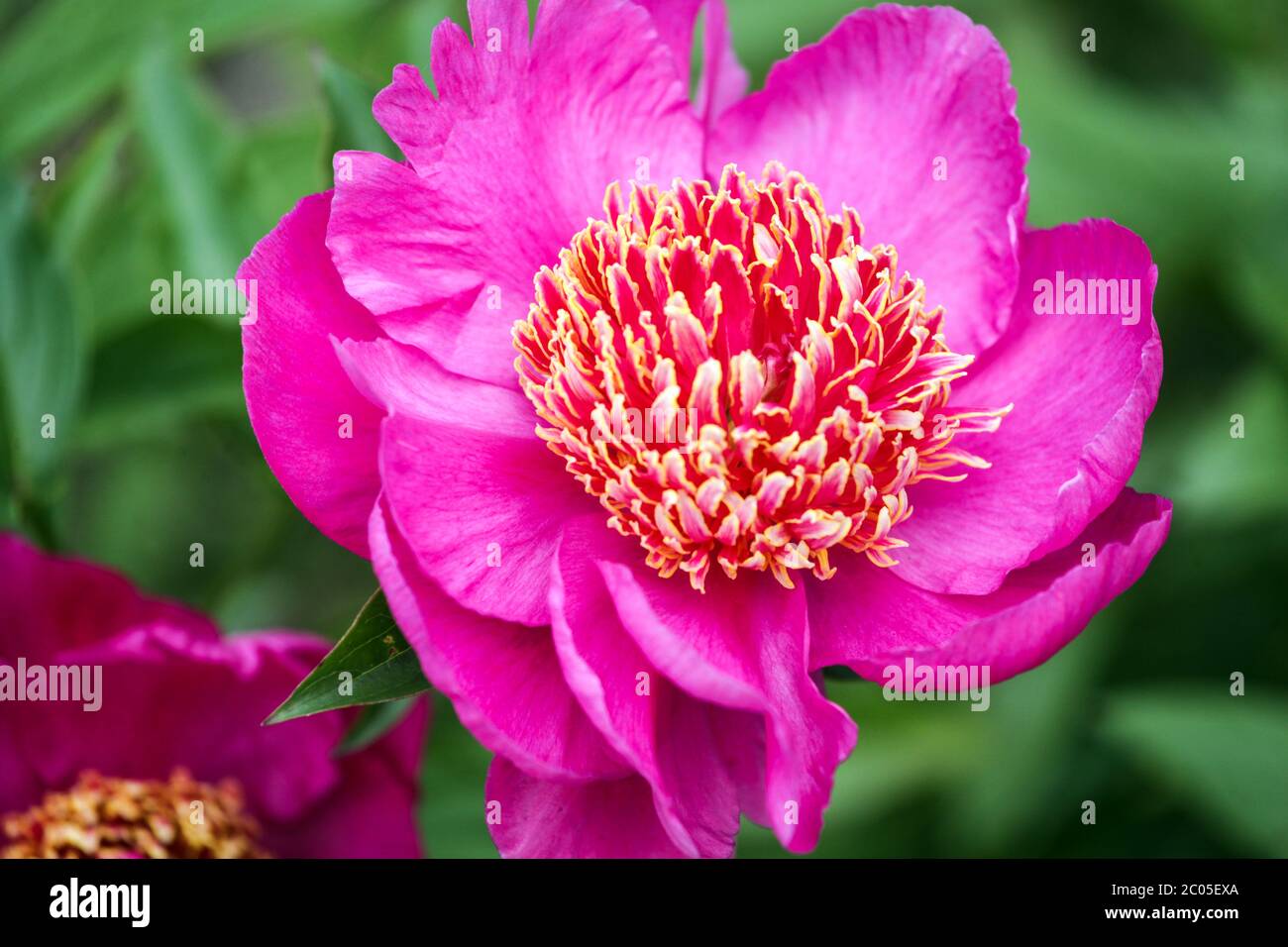 Peony 'Neon' beautiful pink Peony flower Stock Photo - Alamy