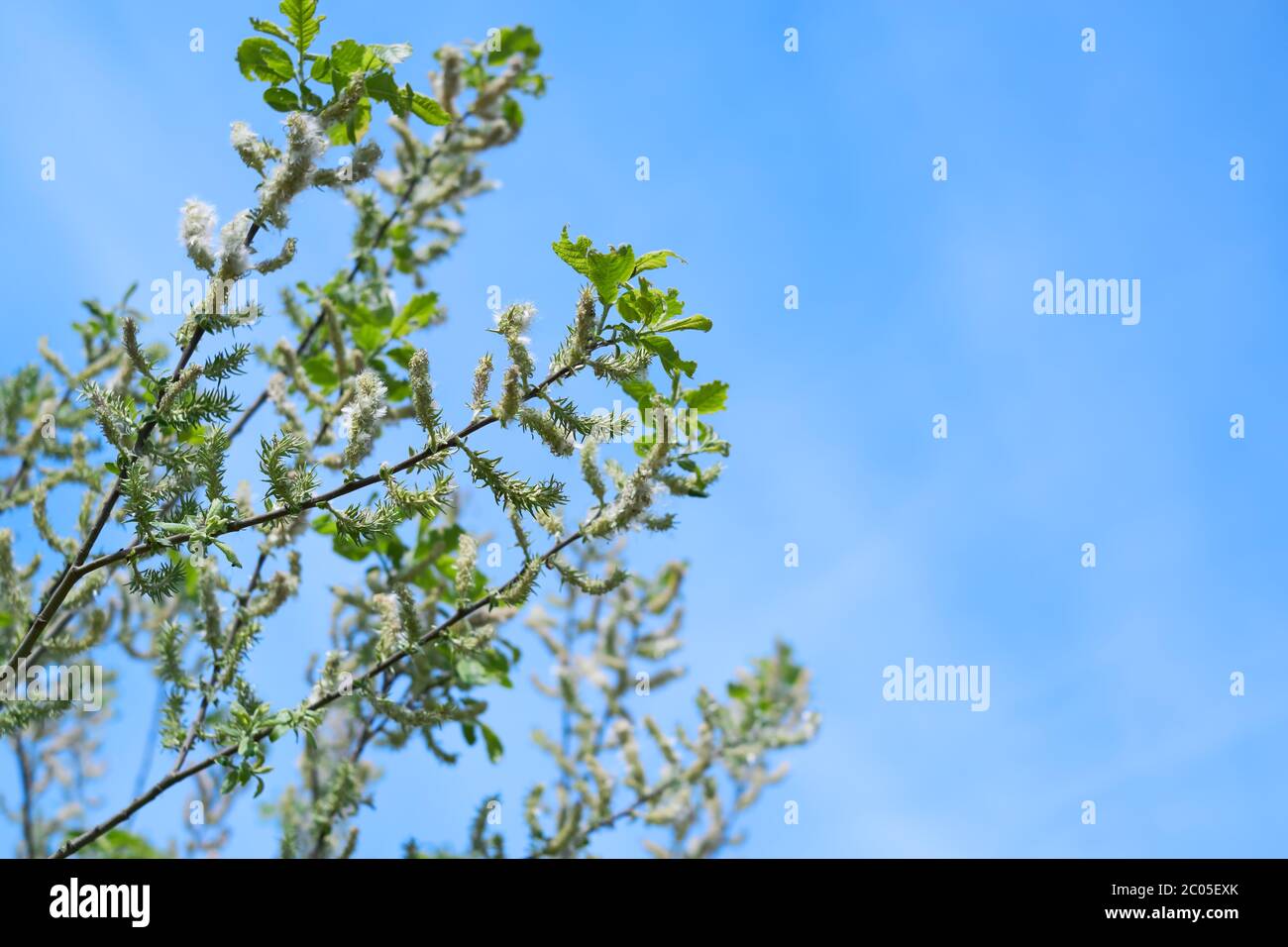 White willow - salix alba - tree with funny white blossoms and fresh green leaves growing at forest edge in middle Germany - Bavaria, Europe. Stock Photo