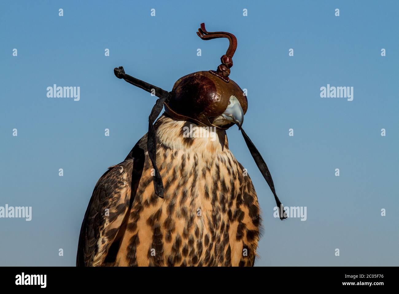 bird of prey portrait Stock Photo