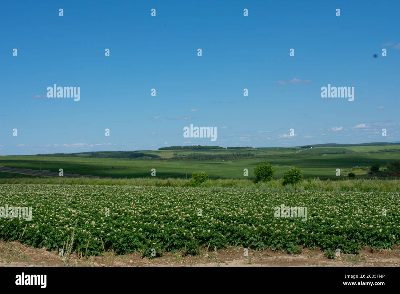 New brunswick potato field hires stock photography and images Alamy