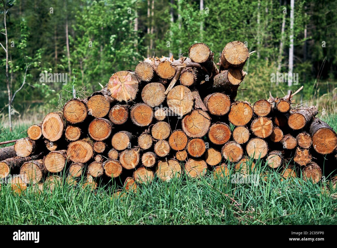 Pile of wood after deforestation. Tree logs lie on the ground in the forest. Dry chopped firewood logs stacked up on top of each other in Bavaria. Stock Photo