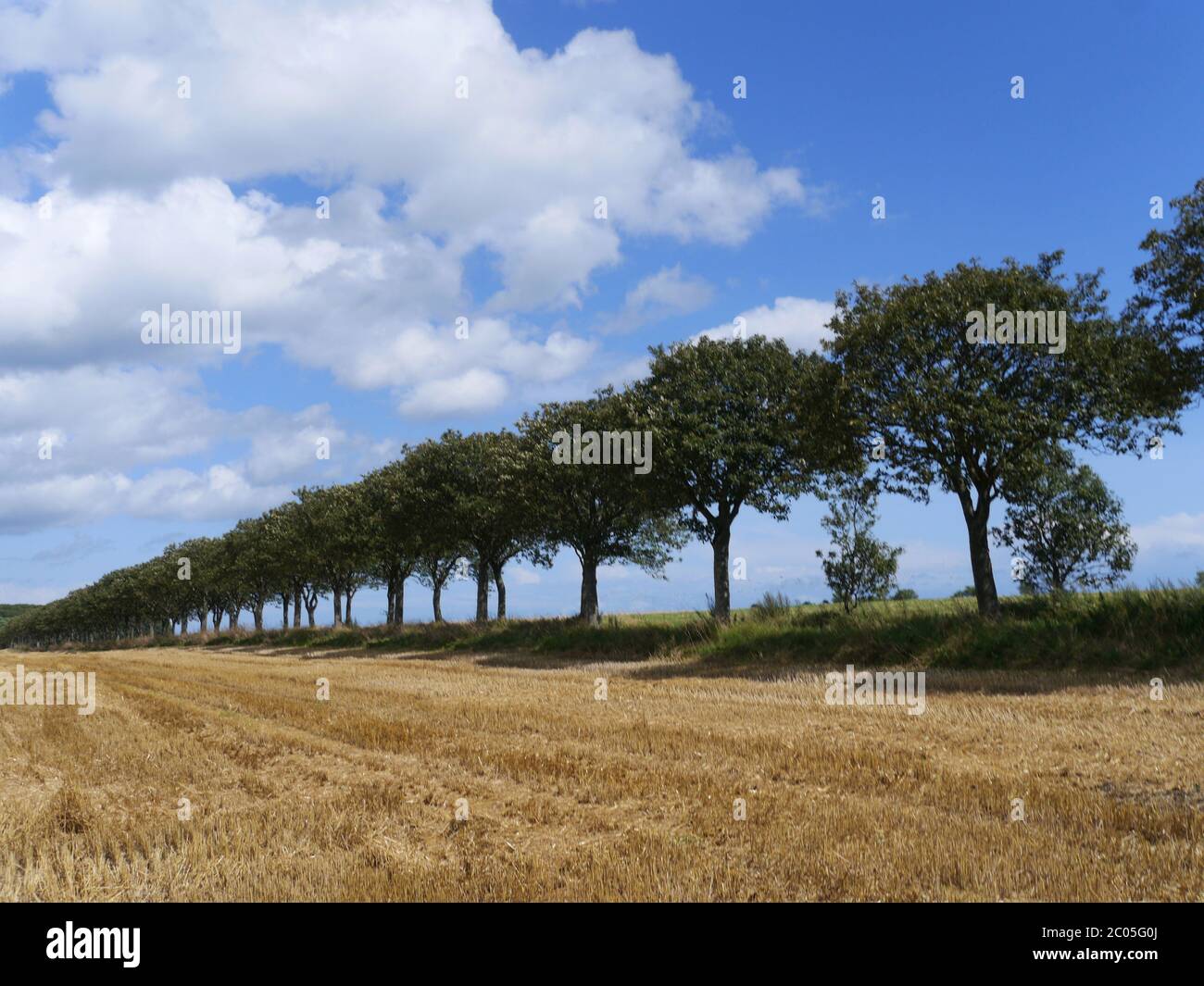 cultivated landscape in denmark Stock Photo