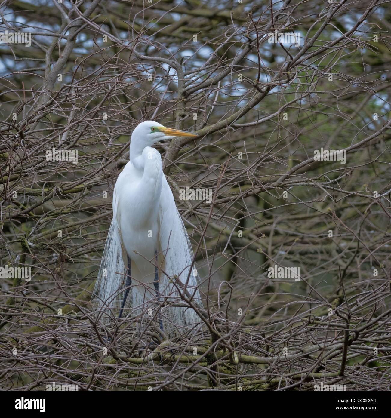 Great Egret perched in branches in a swamp near a rookerie. Also known as  the common egret, large egret, great white egret or great white heron Stock Photo
