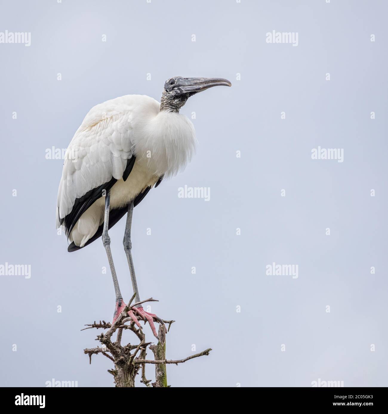 Full Grown Adult Wood Stork perched on a branch atop a tree in a swamp near a rookerie in Northern Florida Jacksonville area in March during nesting Stock Photo