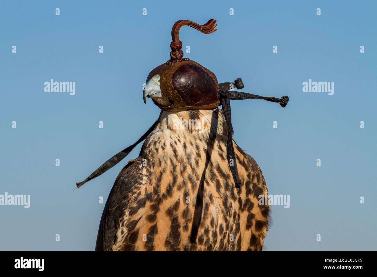 bird of prey portrait Stock Photo